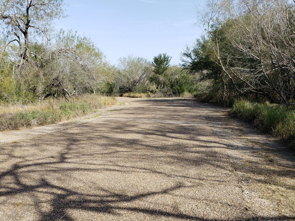 An abandoned road into a south Texas forest