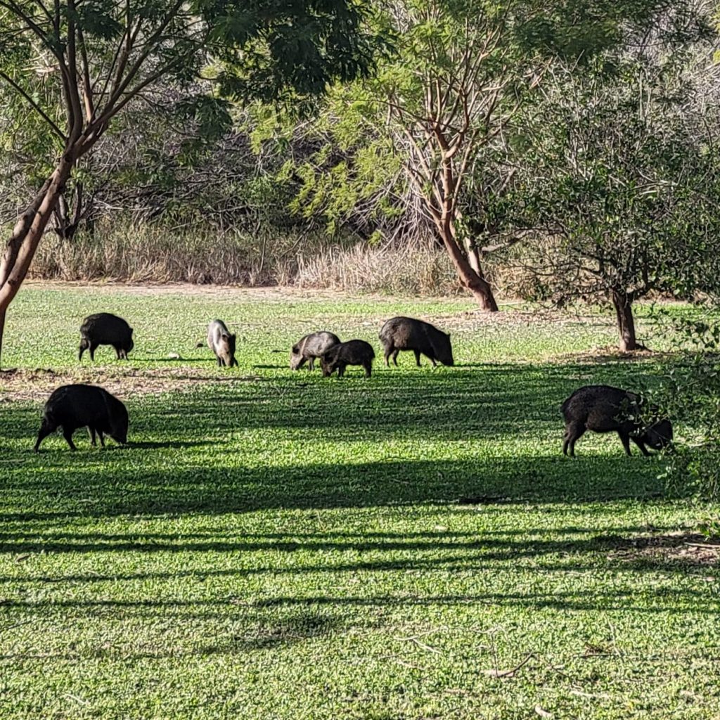 A herd of javelinas grazing in a green field