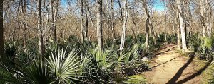 Palmetto State Park