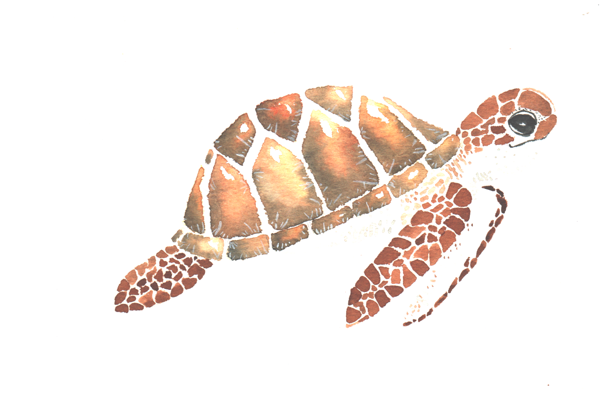 Sea Turtle